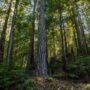 Weger Ranch contains a mix of coast redwood and Douglas-fir forest, with nearly 400 old-growth trees scattered throughout the property.  Photo by Max Forster (@maxforsterphotography) for Save the Redwoods League.