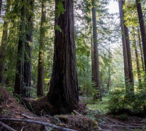 Weger Ranch contains a mix of coast redwood and Douglas-fir forest, with nearly 400 old-growth trees scattered throughout the property.  Photo by Max Forster (@maxforsterphotography) for Save the Redwoods League.