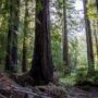 Weger Ranch contains a mix of coast redwood and Douglas-fir forest, with nearly 400 old-growth trees scattered throughout the property.  Photo by Max Forster (@maxforsterphotography) for Save the Redwoods League.