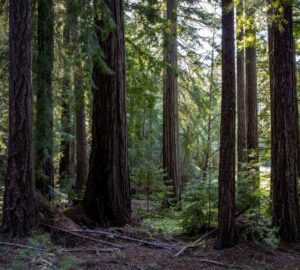 Weger Ranch contains a mix of coast redwood and Douglas-fir forest, with nearly 400 old-growth trees scattered throughout the property.  Photo by Max Forster (@maxforsterphotography) for Save the Redwoods League.