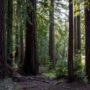 Weger Ranch contains a mix of coast redwood and Douglas-fir forest, with nearly 400 old-growth trees scattered throughout the property.  Photo by Max Forster (@maxforsterphotography) for Save the Redwoods League.