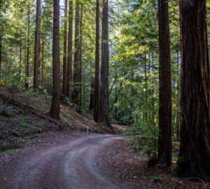 Weger Ranch contains a mix of coast redwood and Douglas-fir forest, with nearly 400 old-growth trees scattered throughout the property.  Photo by Max Forster (@maxforsterphotography) for Save the Redwoods League.