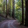 Weger Ranch contains a mix of coast redwood and Douglas-fir forest, with nearly 400 old-growth trees scattered throughout the property.  Photo by Max Forster (@maxforsterphotography) for Save the Redwoods League.