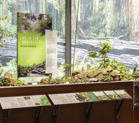 California Academy of Sciences’ <em>Giants of Land and Sea</em> exhibit. Photo by Alisha Laborica