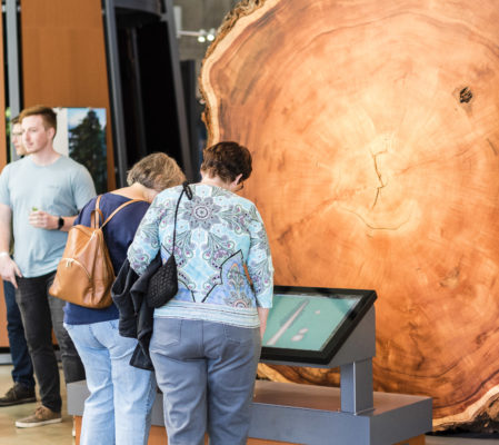 Cross section of a redwood at the California Academy of Sciences’ <em>Giants of Land and Sea</em> exhibit. Photo by Alisha Laborica