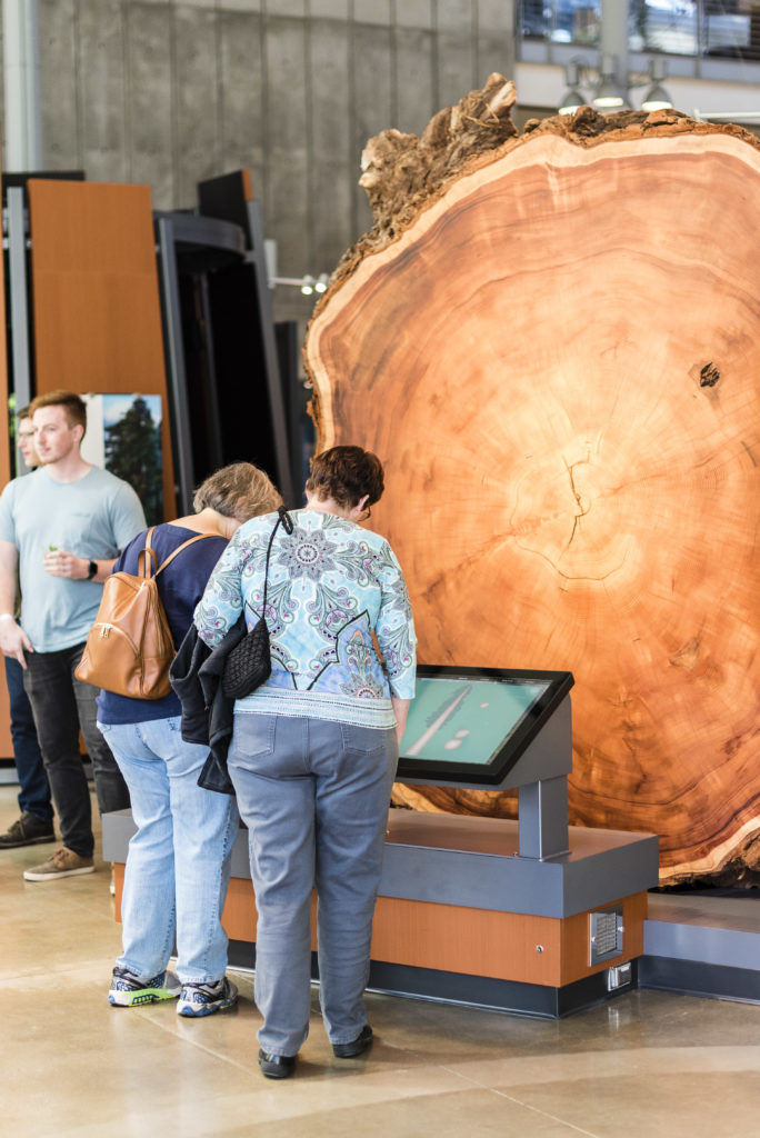 Cross section of a redwood at the California Academy of Sciences' Giants of Land and Sea exhibit. Photo by Alisha Laborica