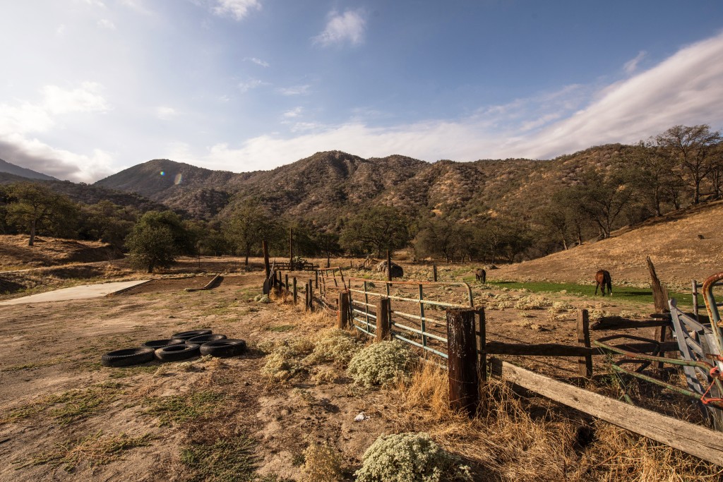 Horses graze on picturesque Craig Ranch.