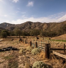 Horses graze on picturesque Craig Ranch.