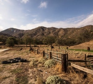 Horses graze on picturesque Craig Ranch.
