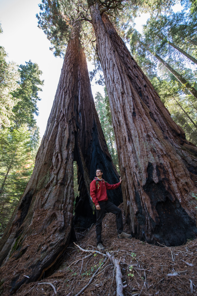 Harrison Friendman, BLM Outdoor Recreation Planner, checks out the giant sequoias on Case Mountain.