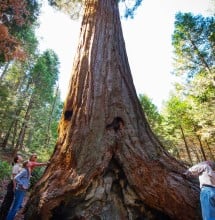 A monarch giant sequoia on Case Mountain.