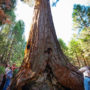 Giant sequoia. Photo by Paolo Vescia