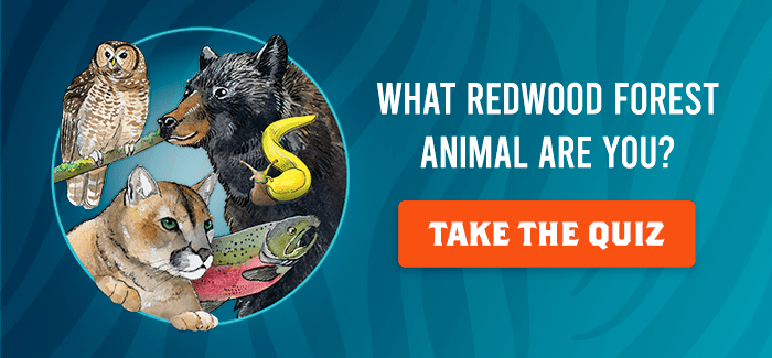 Take our redwood animal personality quiz!
