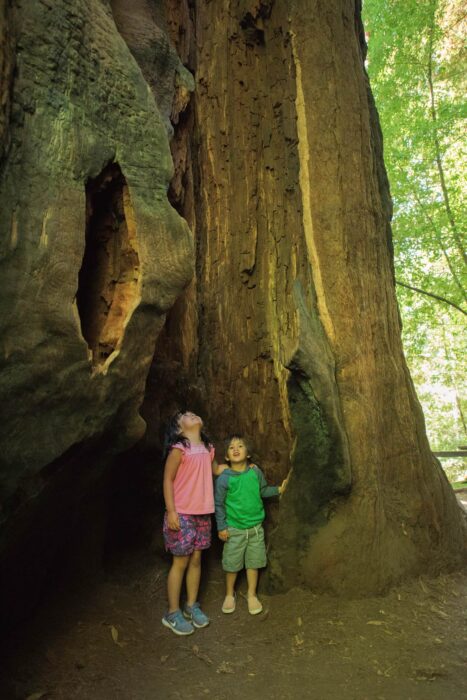 Two children, a young girl in a pink shirt, and a little boy in a green hoodie with grey sleeves, standing in a hollowed out redwood tree looking up and smiling.