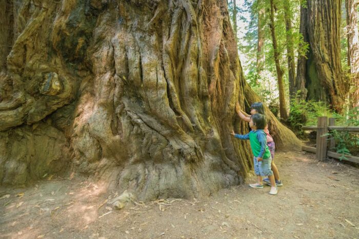 Two young children place their hands on the trunk of a massive coast redwood.