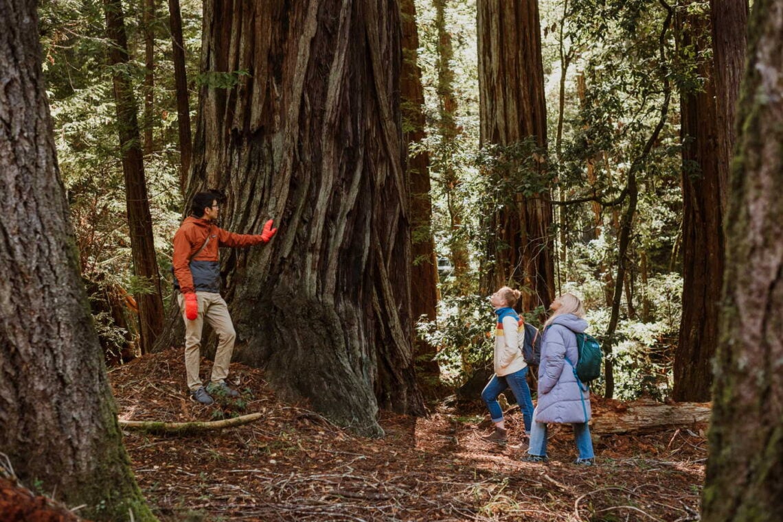 Three people stand at the base of a giant redwood
