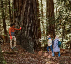 Three people stand at the base of a giant redwood