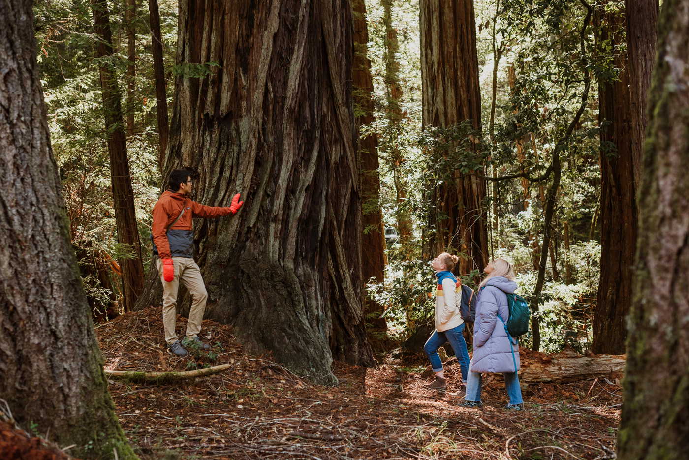 backpacking trip redwoods