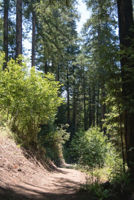 a scenic trail in the forest