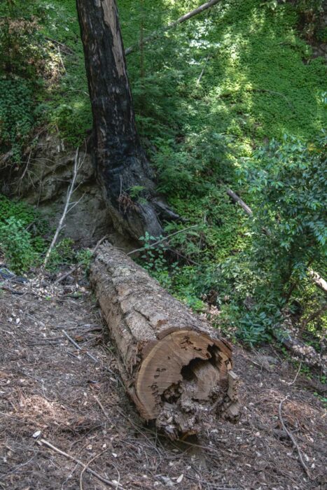 fallen redwood log