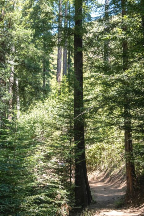 redwood forest