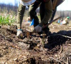 alder seedling