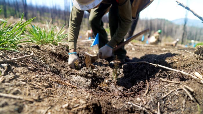 Tree planting in a fire-scarred field at Alder Creek