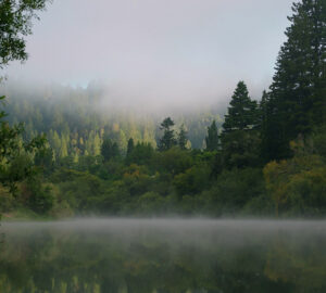 Morning mist swirls at the edge of the Russian River Redwoods property. Photo by Smith Robinson Multimedia