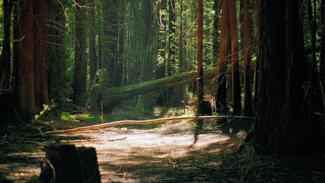 redwood forest