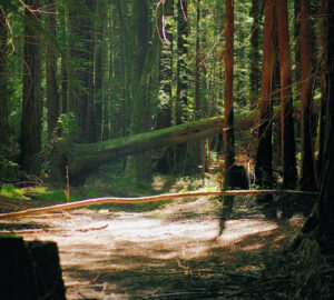 Coast redwoods growing from the roots of ancient giants. Photo by Smith Robinson Multimedia