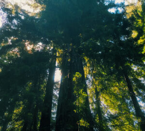 Coast redwoods growing from the roots of ancient giants. Photo by Smith Robinson Multimedia