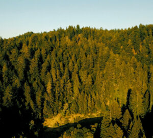 Aerial view of redwood forest