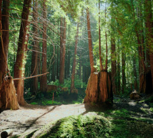 Coast redwoods growing from the roots of the ancient giants on the Russian River Redwoods property. Photo by Smith Robinson Multimedia.