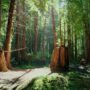 Coast redwoods growing from the roots of the ancient giants on the Russian River Redwoods property. Photo by Smith Robinson Multimedia.