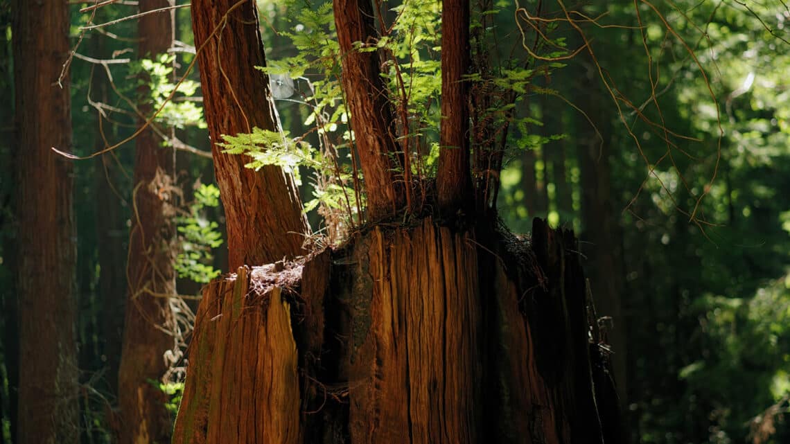 Coast redwoods growing from the roots of ancient giants. 