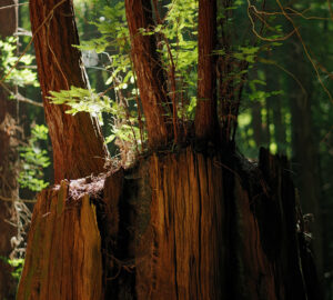 Young redwoods grow directly from ancient stumps, renewing a genetic lineage that stretches across millennia at Russian River Redwoods. Photo by Smith Robinson Multimedia