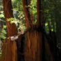 Young redwoods grow directly from ancient stumps, renewing a genetic lineage that stretches across millennia at Russian River Redwoods. Photo by Smith Robinson Multimedia