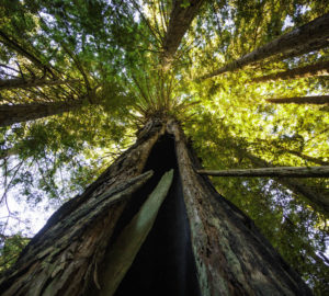 A coast redwood tree in Lost Coast Redwoods bears a fire scar. Photo by Max Whittaker, courtesy of Save the Redwoods League.