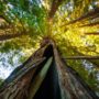 A coast redwood tree in Lost Coast Redwoods bears a fire scar. Photo by Max Whittaker, courtesy of Save the Redwoods League.