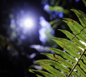 Western sword fern in Lost Coast Redwoods. Lost Coast Redwoods could create an extension of the remote Lost Coast Trail and the iconic California Coastal Trail. Photo by Max Whittaker, courtesy of Save the Redwoods League.