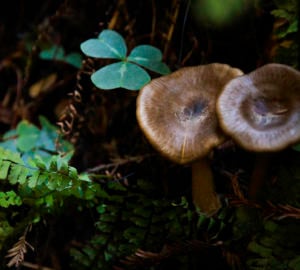The understory in Lost Coast Redwoods is full of life. Photo by Max Whittaker, courtesy of Save the Redwoods League.