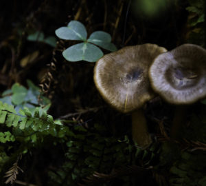 The understory in Lost Coast Redwoods is full of life. Photo by Max Whittaker, courtesy of Save the Redwoods League.