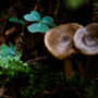 The understory in Lost Coast Redwoods is full of life. Photo by Max Whittaker, courtesy of Save the Redwoods League.