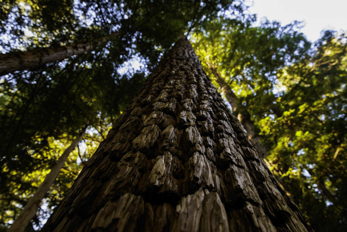 Looking up the trunk of a redwood tree