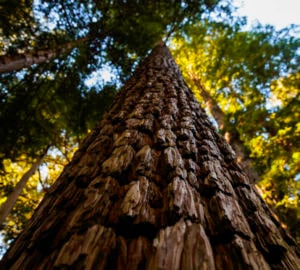 Composed of coast redwood, Douglas fir, and grand fir, the forest at Lost Coast Redwoods will be allowed to grow old again. Photo by Max Whittaker, courtesy of Save the Redwoods League.