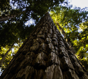 Composed of coast redwood, Douglas fir, and grand fir, the forest at Lost Coast Redwoods will be allowed to grow old again. Photo by Max Whittaker, courtesy of Save the Redwoods League.