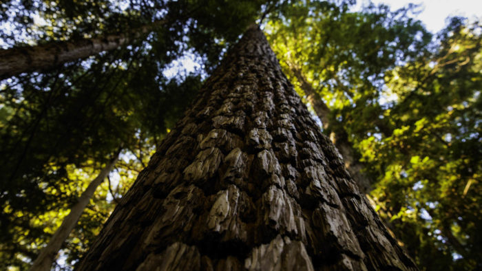 giant redwood tree from below