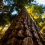 Composed of coast redwood, Douglas fir, and grand fir, the forest at Lost Coast Redwoods will be allowed to grow old again. Photo by Max Whittaker, courtesy of Save the Redwoods League.