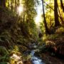 The creeks in Lost Coast Redwoods provide healthy habitat for coho salmon and steelhead trout. Photo by Max Whittaker, courtesy of Save the Redwoods League.