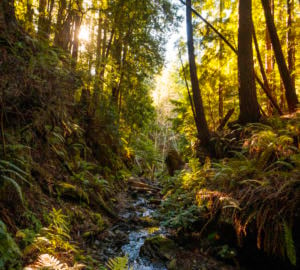 The creeks in Lost Coast Redwoods provide healthy habitat for coho salmon and steelhead trout. Photo by Max Whittaker, courtesy of Save the Redwoods League.